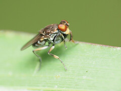 Ochthera tuberculata