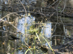 Rhynchospora corniculata