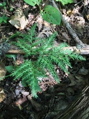 Sceptridium dissectum dissectum