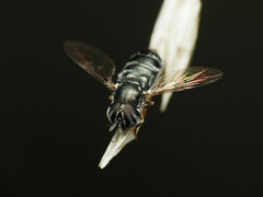 Paragus