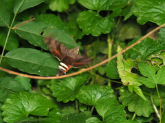 Amphion floridensis