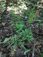 Sceptridium dissectum dissectum