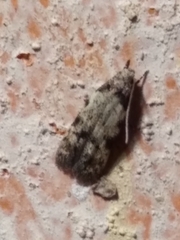 Taygete attributella