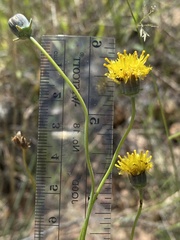 Thelesperma megapotamicum