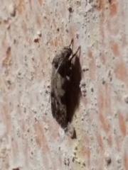 Taygete attributella