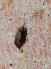 Taygete attributella