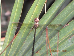 Triacanthagyna trifida