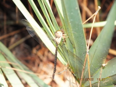 Triacanthagyna trifida