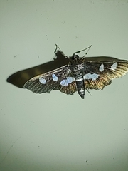 Desmia funeralis