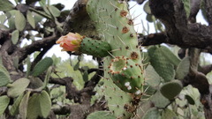 Opuntia lasiacantha