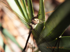 Triacanthagyna trifida