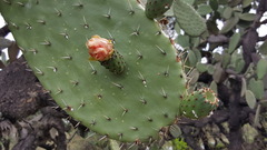 Opuntia lasiacantha