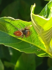 Phidippus arizonensis
