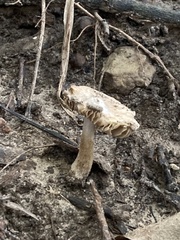 Pseudosperma sororium