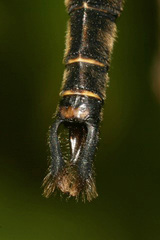 Somatochlora walshii