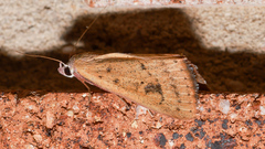 Phytometra laevis