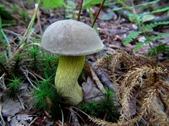 Retiboletus
