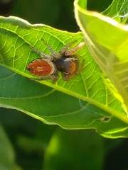 Phidippus arizonensis