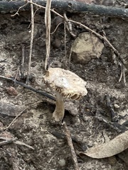 Pseudosperma sororium