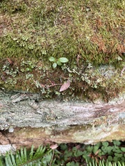 Icmadophila ericetorum