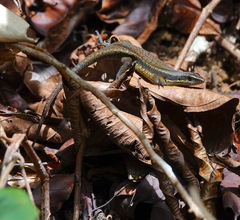 Eutropis rudis