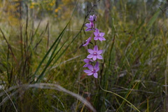 Thelymitra purpurata