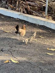 Gallus gallus domesticus