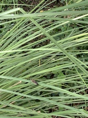 Campsomerinae