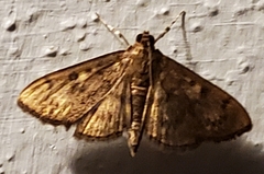 Psara obscuralis