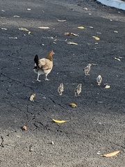 Gallus gallus domesticus