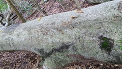 Hypoxylon fragiforme