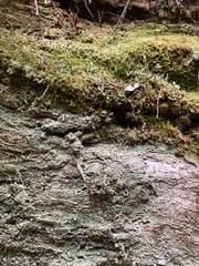 Icmadophila ericetorum