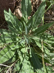 Oenothera cespitosa