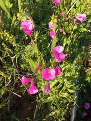 Oxalis