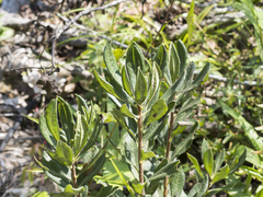 Morella caroliniensis