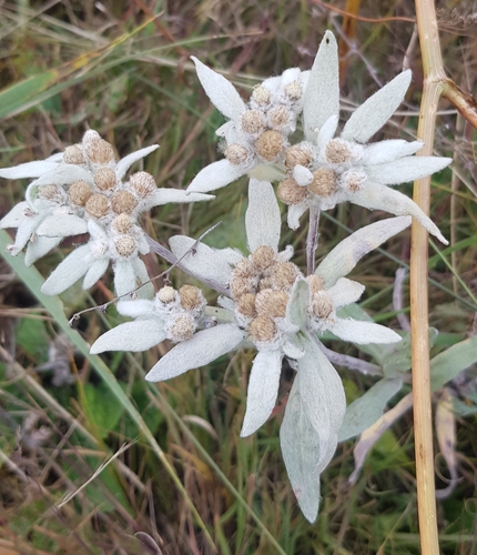 palibin’s edelweiss (Leontopodium palibinianum)