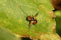 Gymnosoma