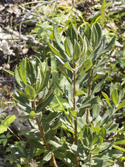 Morella caroliniensis