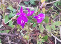 Astragalus davuricus