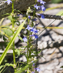 Lobelia amoena