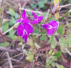 Astragalus davuricus