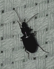 Agonum