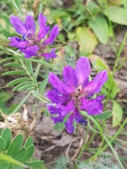 Astragalus laxmannii