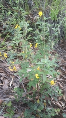 Crotalaria pumila