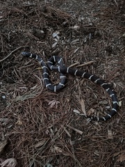 Lampropeltis californiae