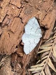 Sabulodes packardata