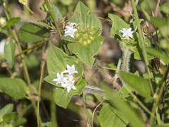 Richardia brasiliensis