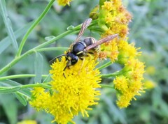 Vespula acadica