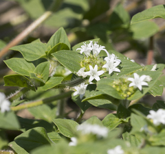 Richardia brasiliensis