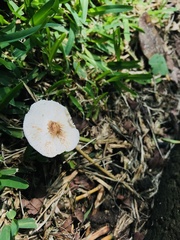 Lepiota clypeolaria
